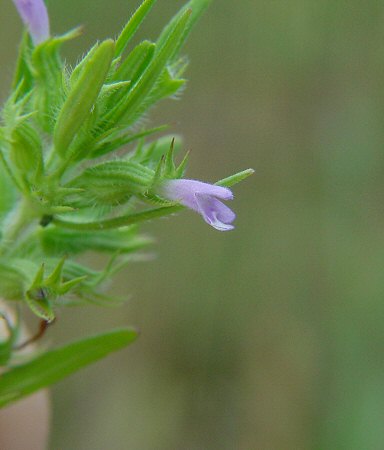 Hedeoma_hispida_corolla.jpg