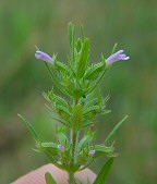 Hedeoma hispida thumbnail