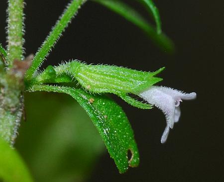 Hedeoma_pulegioides_calyx.jpg