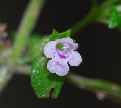 Hedeoma_pulegioides_corolla.jpg