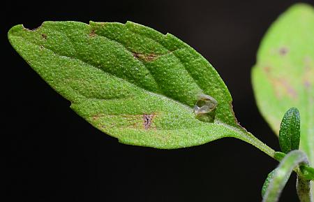 Hedeoma_pulegioides_leaf1.jpg