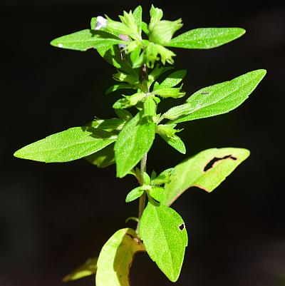 Hedeoma_pulegioides_leaves.jpg