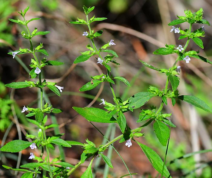 Hedeoma_pulegioides_plant.jpg