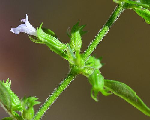 Hedeoma_pulegioides_stem.jpg