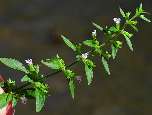 Hedeoma_pulegioides_stem2.jpg