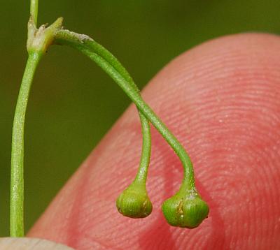 Helanthium_tenellum_fruits.jpg