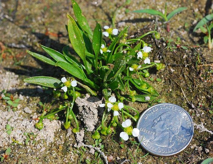 Helanthium_tenellum_plant.jpg