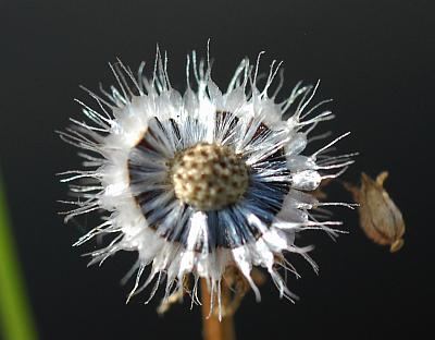 Helenium_amarum_fruits.jpg