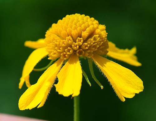 Helenium_amarum_head.jpg