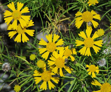 Helenium_amarum_heads.jpg