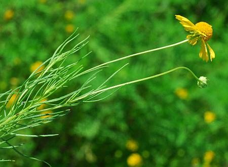 Helenium_amarum_inflorescence.jpg