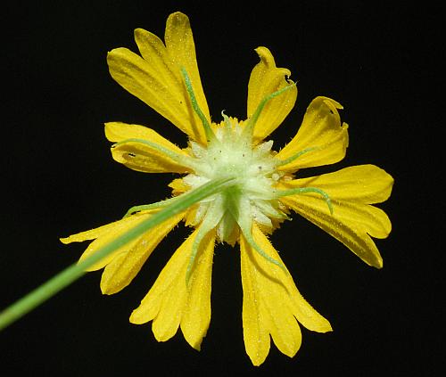 Helenium_amarum_involucre.jpg