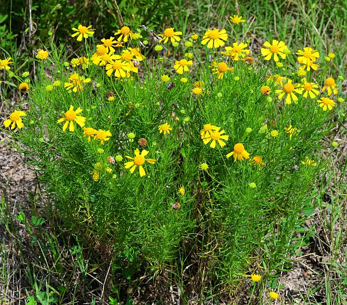 Helenium_amarum_plant.jpg