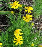 Helenium amarum thumbnail