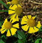 Helenium autumnale thumbnail