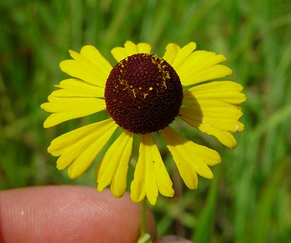 Helenium_flexuosum_flower.jpg