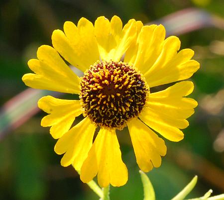 Helenium_flexuosum_head1.jpg