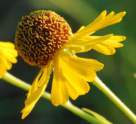 Helenium_flexuosum_head2.jpg