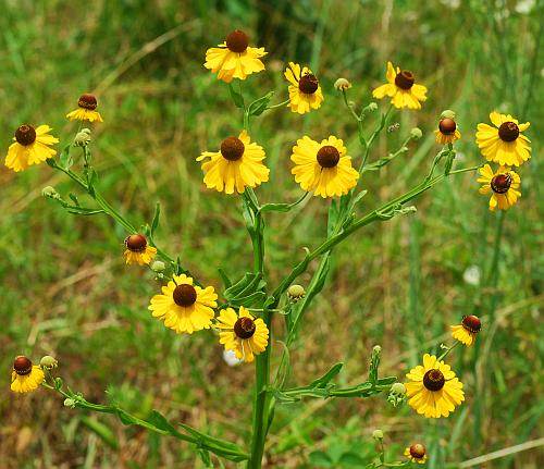 Helenium_flexuosum_inflorescence.jpg