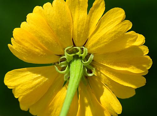 Helenium_flexuosum_involucre.jpg