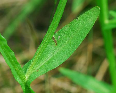 Helenium_flexuosum_leaf1.jpg