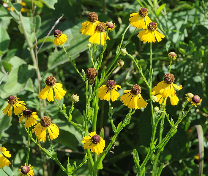 Helenium_flexuosum_plant.jpg