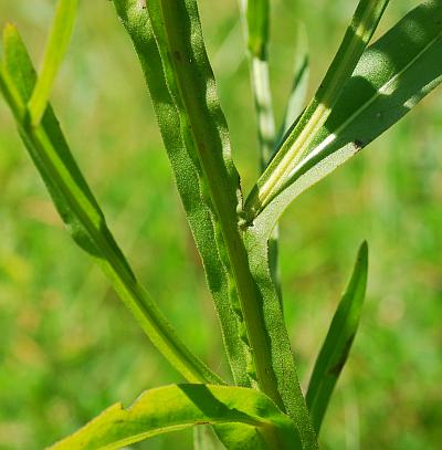 Helenium_flexuosum_stem.jpg