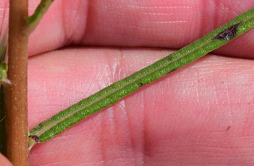 Helianthus_angustifolius_leaf1.jpg