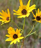 Helianthus angustifolius thumbnail