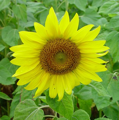 Helianthus_annuus_flowers.jpg