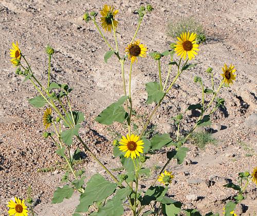 Helianthus_annuus_inflorescence.jpg