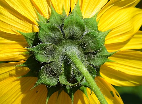 Helianthus_annuus_involucre.jpg