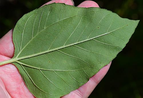 Helianthus_annuus_leaf2.jpg