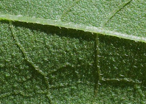 Helianthus_annuus_leaf2a.jpg