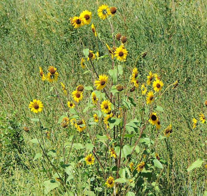 Helianthus_annuus_plant.jpg