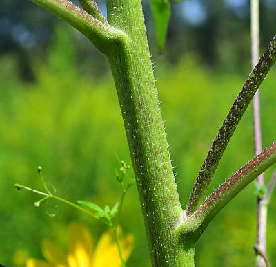 Helianthus_annuus_stem.jpg