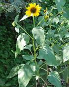 Helianthus annuus thumbnail