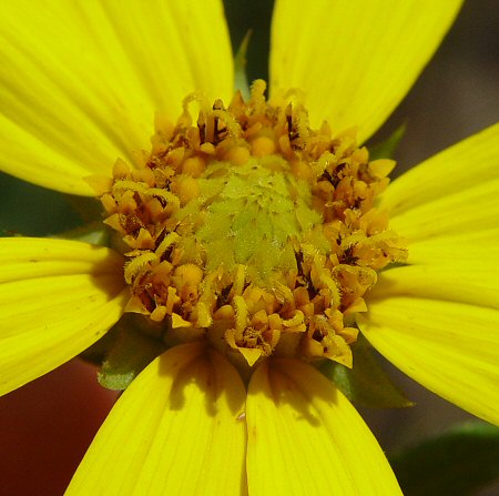 Helianthus_divaricatus_disk.jpg