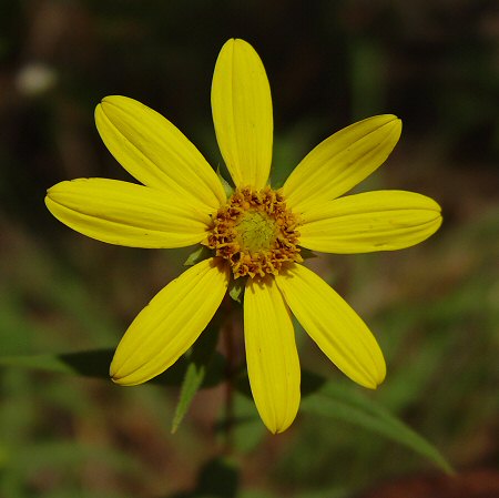 Helianthus_divaricatus_flowers.jpg