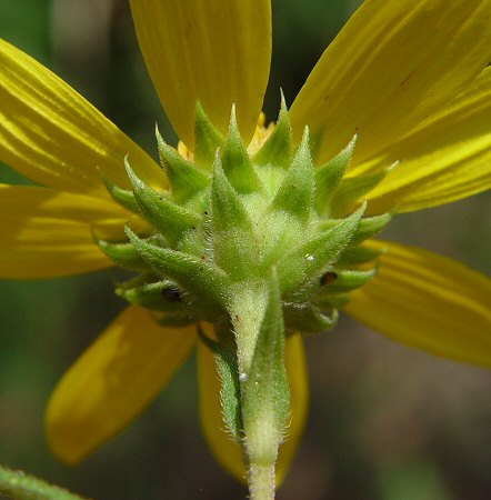 Helianthus_divaricatus_involucre.jpg