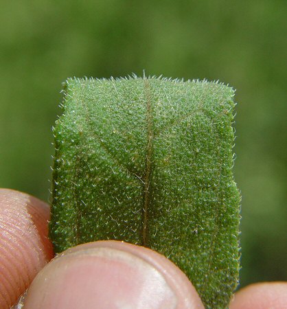 Helianthus_divaricatus_leaf_adaxial.jpg