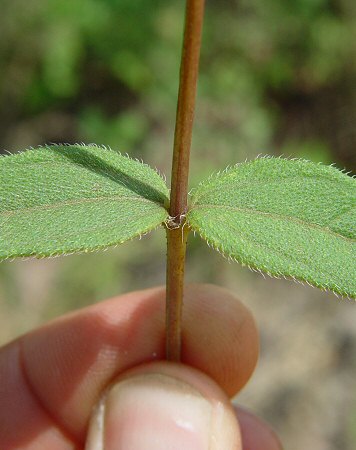 Helianthus_divaricatus_leaf_base.jpg