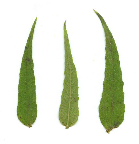 Helianthus_divaricatus_leaves.jpg