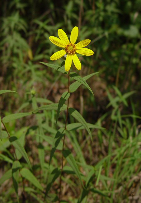 Helianthus_divaricatus_plant.jpg