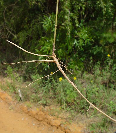 Helianthus_divaricatus_root.jpg