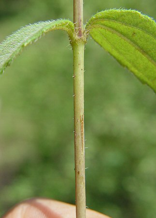 Helianthus_divaricatus_stem.jpg