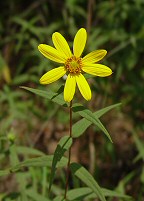 Helianthus divaricatus thumbnail