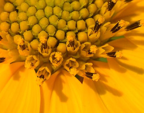 Helianthus_grosseserratus_florets.jpg