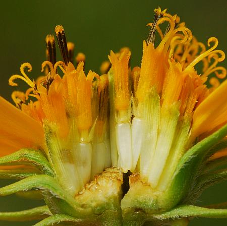 Helianthus_grosseserratus_florets2.jpg