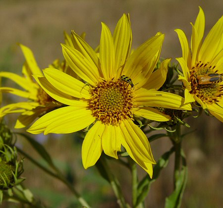 Helianthus_grosseserratus_flowers.jpg